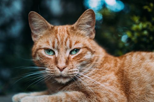 Free A close-up photo capturing a relaxed ginger cat with striking green eyes, showcasing its serene expression and detailed fur. Stock Photo