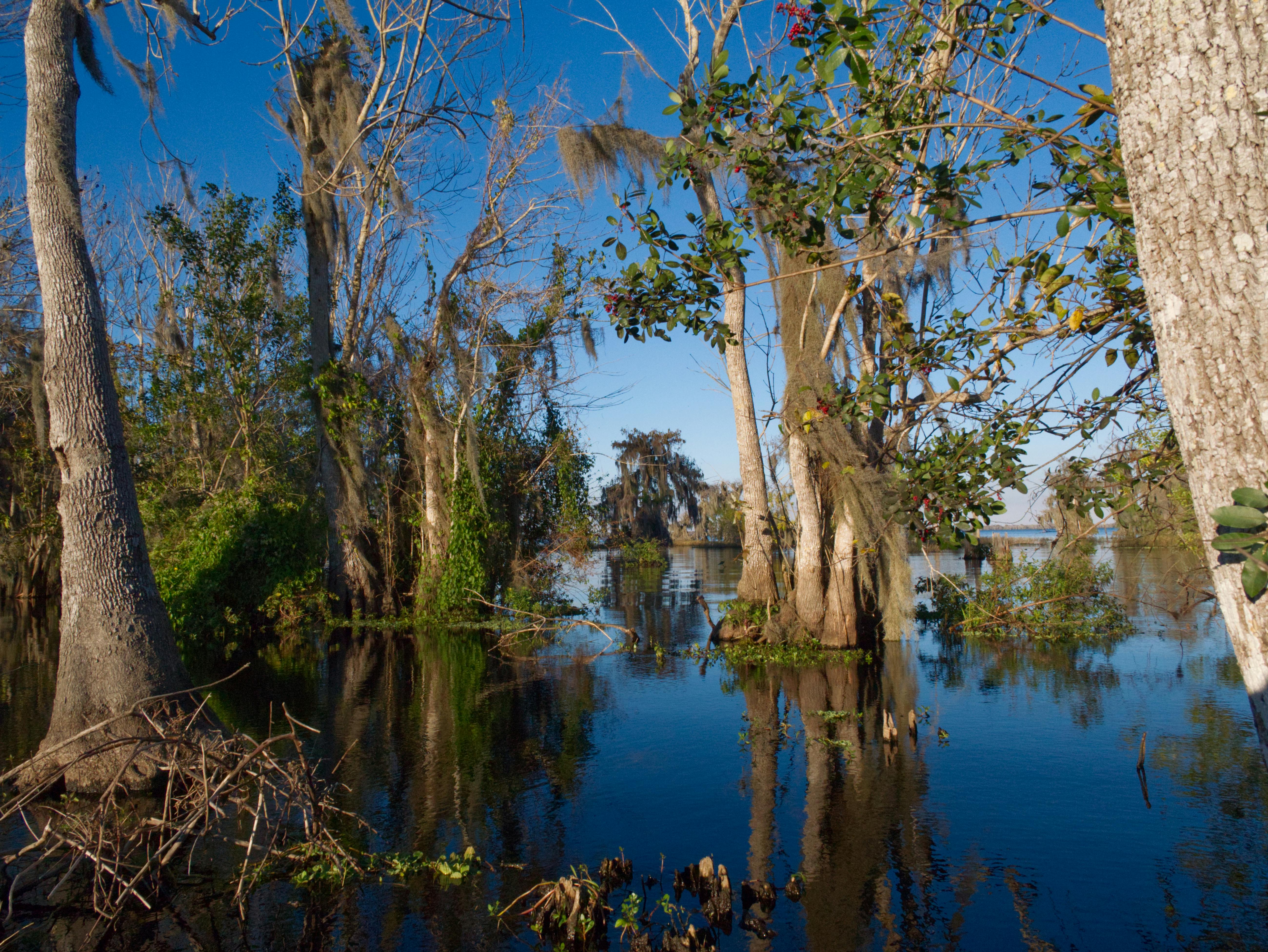 Free stock photo of cypress lake, cypress tree, lake