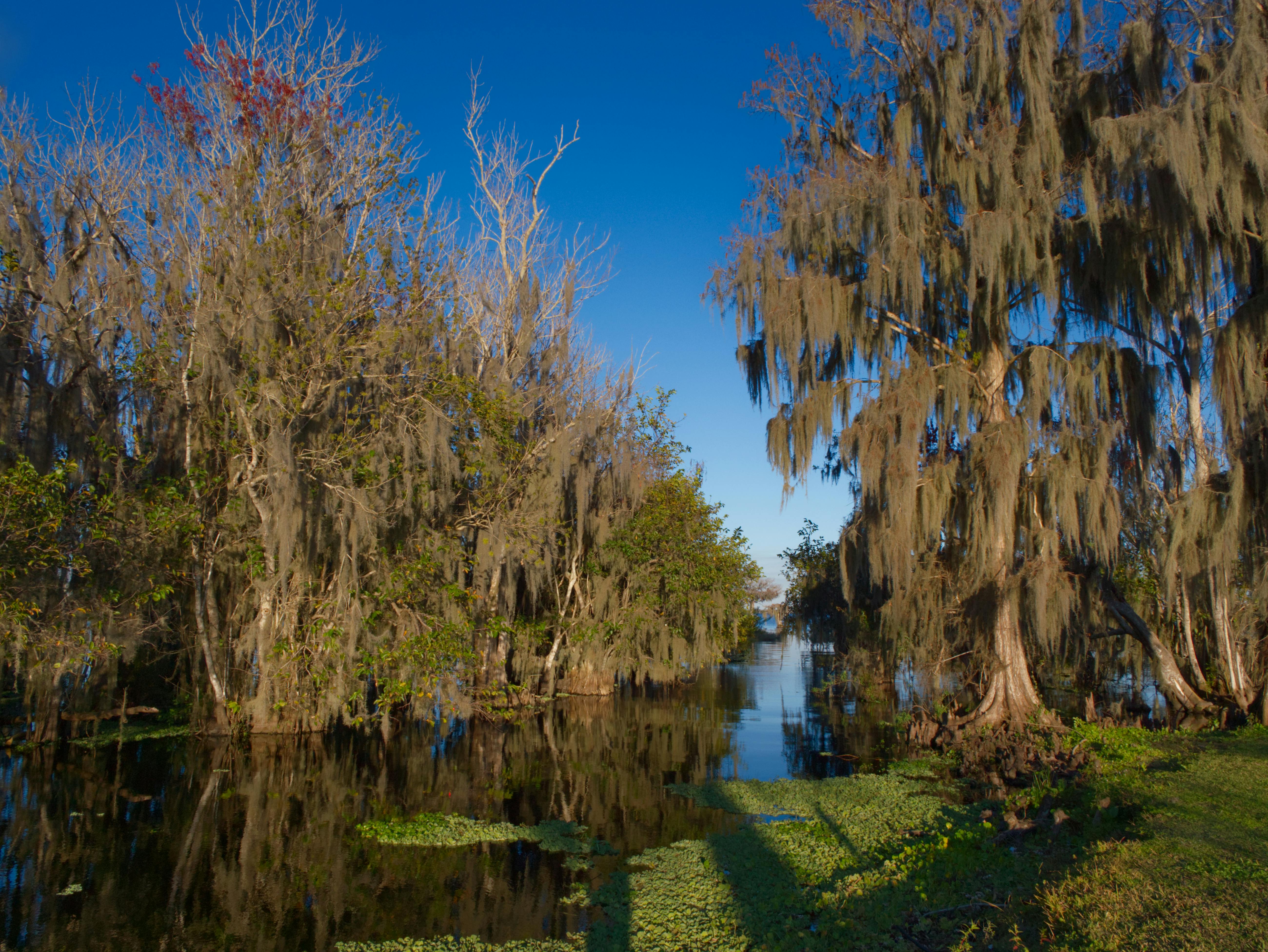 Free stock photo of cypress lake, cypress tree, lake