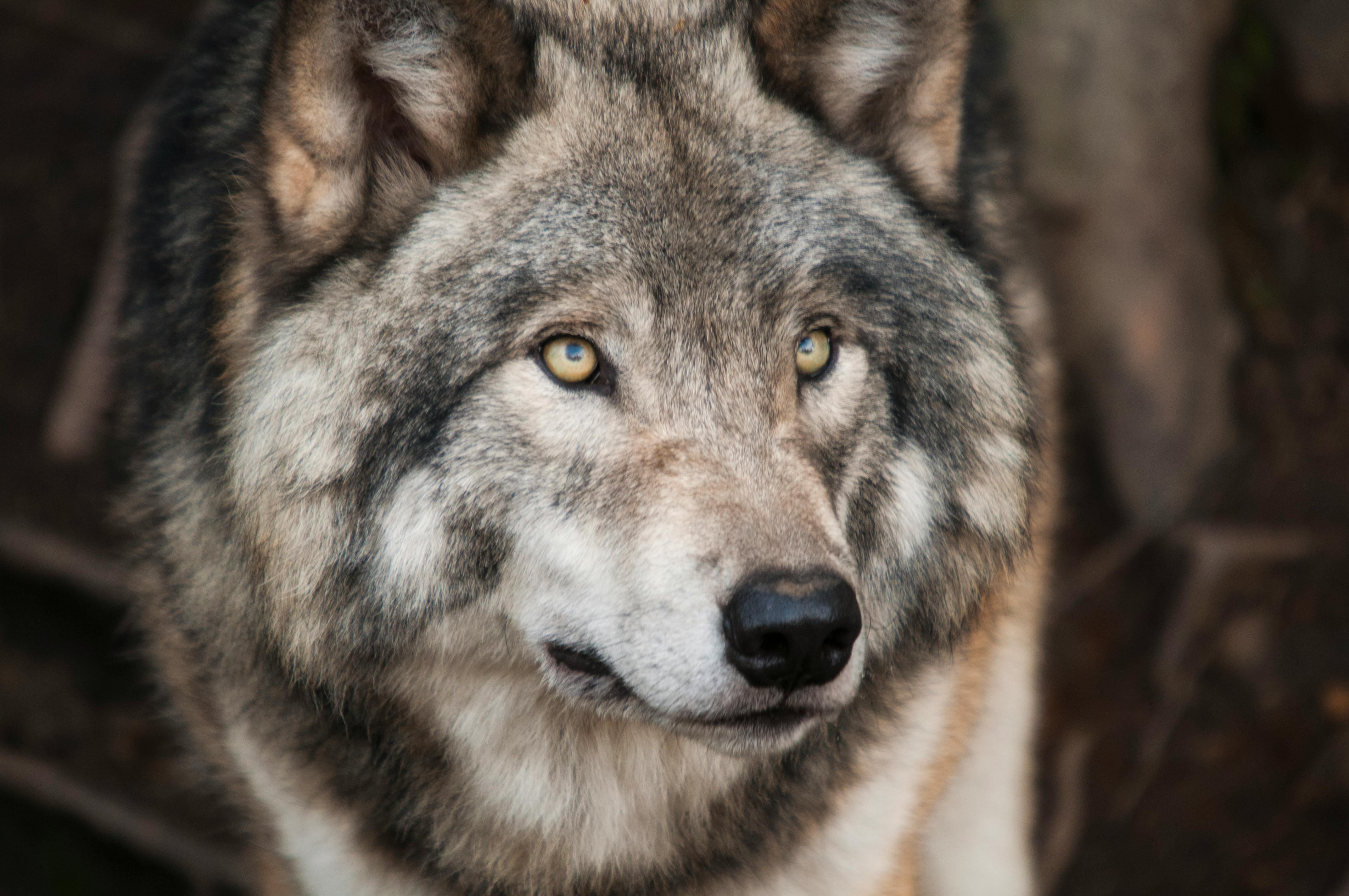 White Wolf Selective Focus Photography 