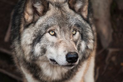 1 000 Photos De Loups Banque D Images Et Photos Libres De Droit Telechargement Gratuit Photos Pexels 1 000 Photos De Loups Banque D Images Et Photos Libres De Droit Telechargement Gratuit Photos Pexels