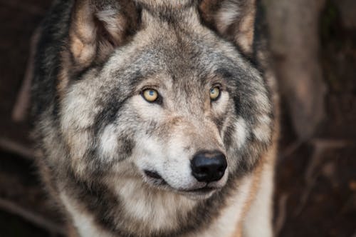 灰色と白のオオカミの選択的な焦点の写真