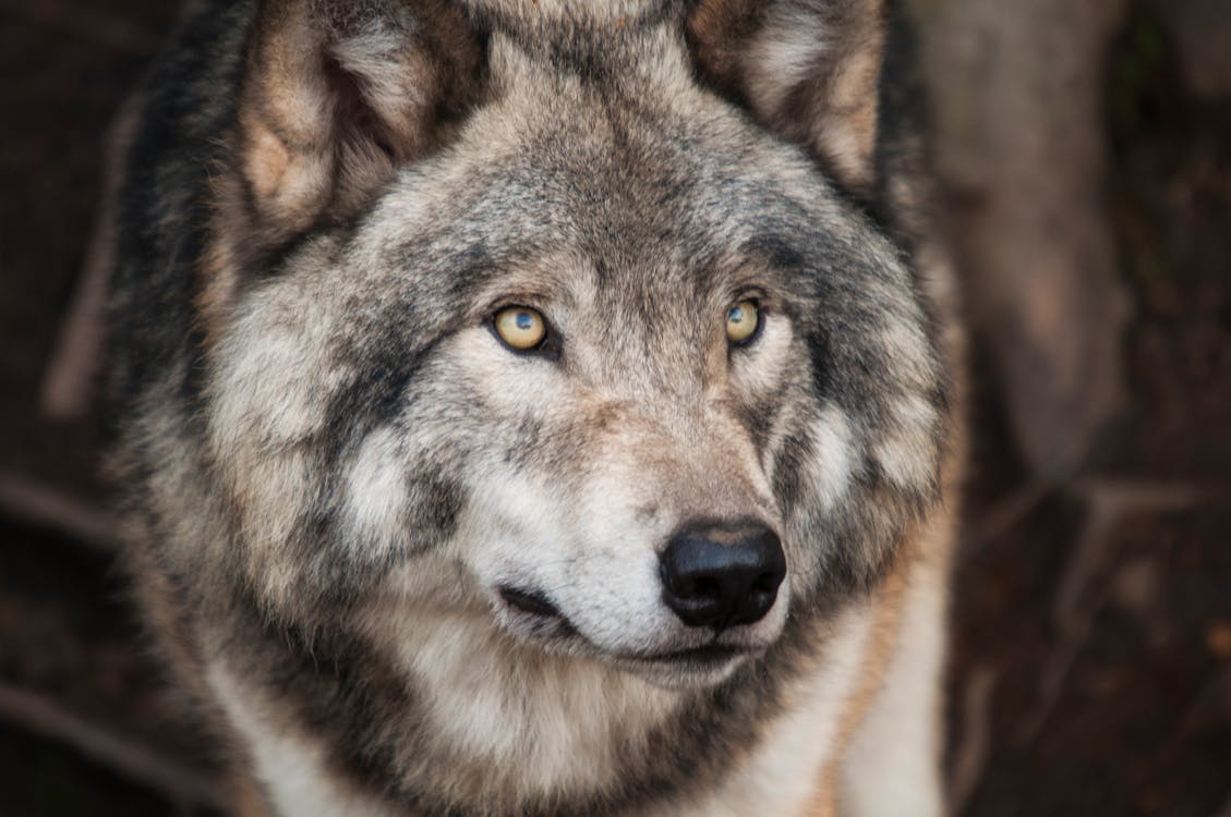 Grey and White Wolf Selective Focus Photography