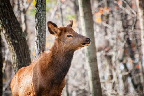 Free Selective Focus Photography of Brown Deer in Forest Stock Photo