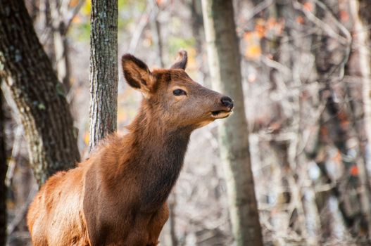 A close-up shot of a deer with a blurred forest background, highlighting its natural beauty.