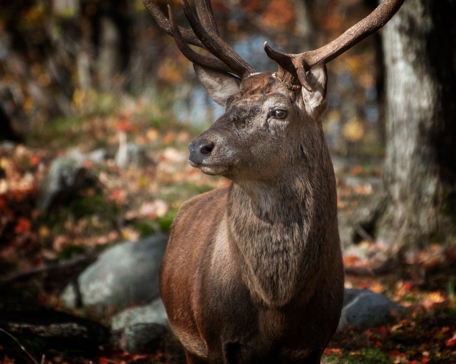 Kostenloses Foto Zum Thema Damhirsch Hirsch Reh kostenloses-foto-zum-thema-damhirsch-hirsch-reh