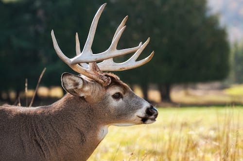 Selektive Fokusfotografie Von Brown Buck Auf Grasfeld