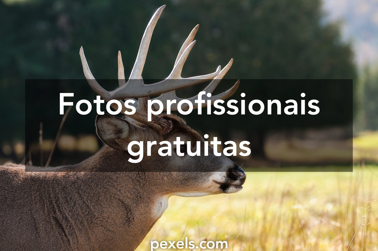 Mais de 1.000 imagens grátis de Corça e Cervo - Pixabay