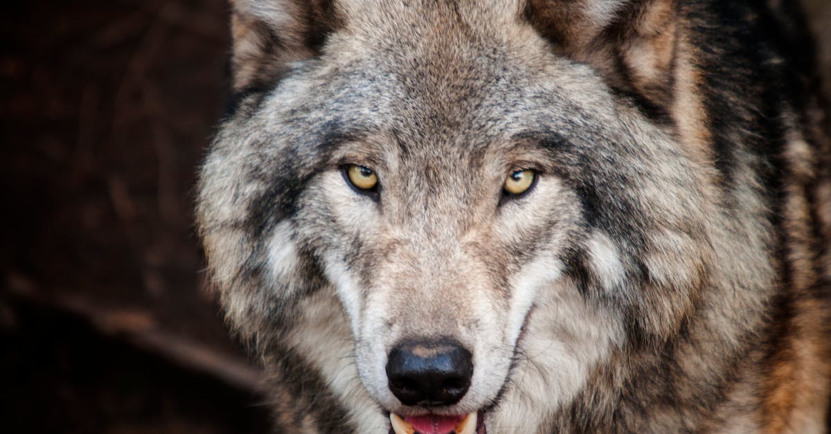 How to tame a wolf in Minecraft
