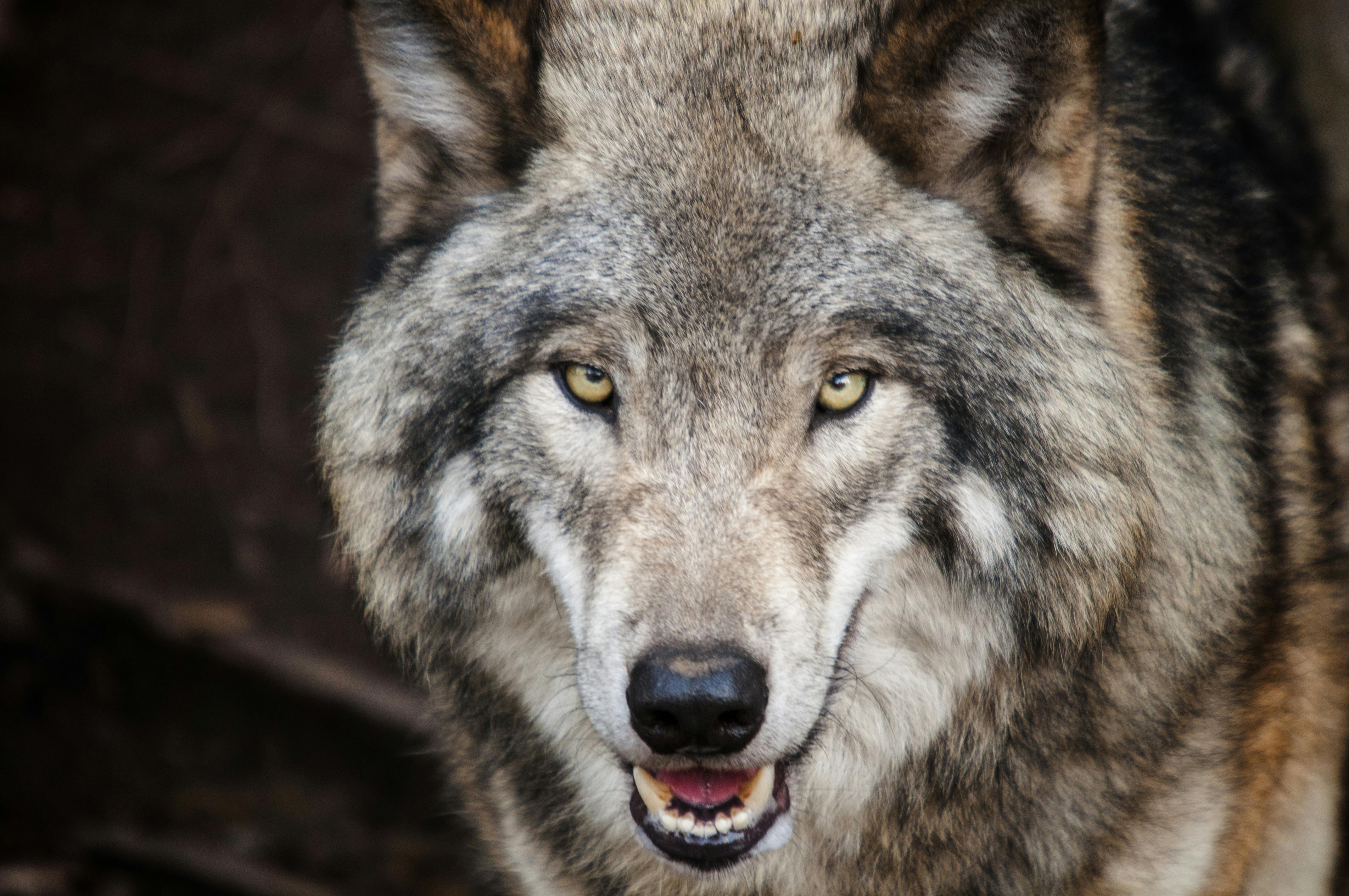 Brown Wolf \u00b7 Free Stock Photo