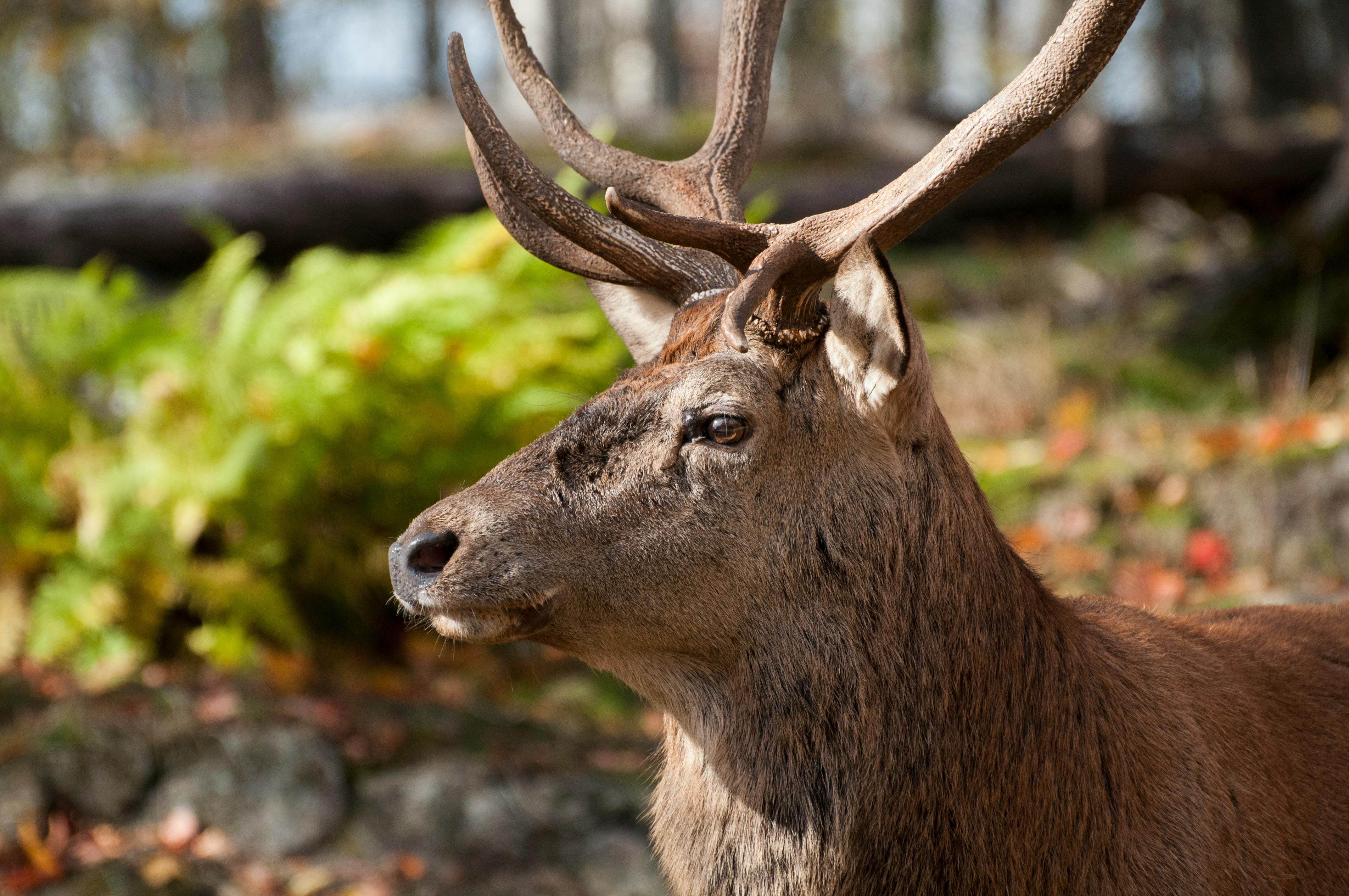 Free stock photo of antlers, canada, deer