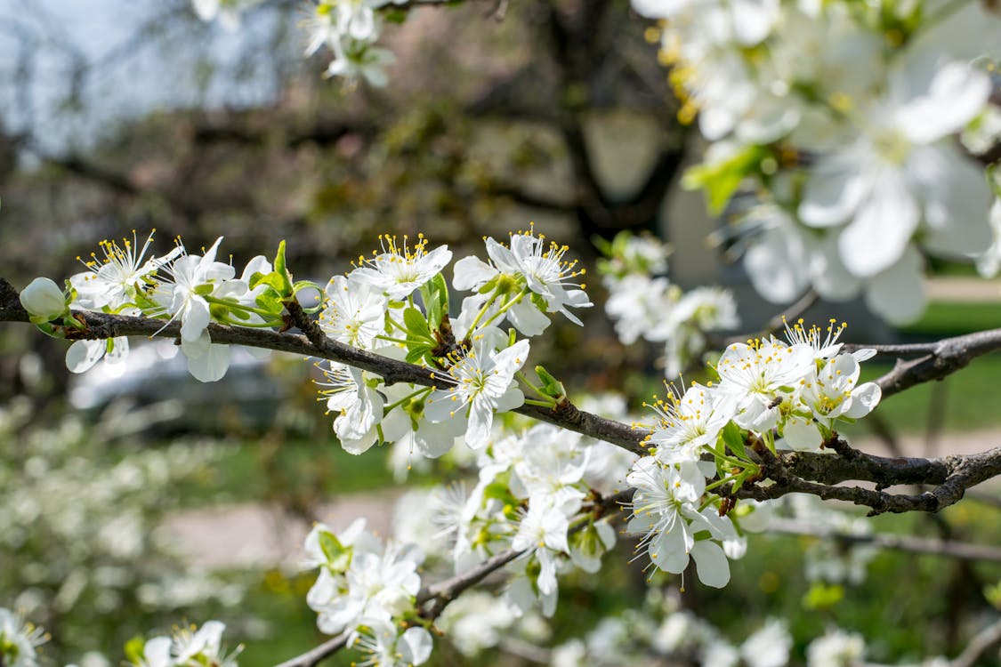 Ingyenes stockfotó cseresznye, rugó, szilva virág témában Stockfotó