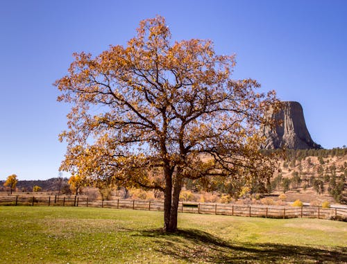 Foto d'estoc gratuïta de arbre, EUA, monument nacional