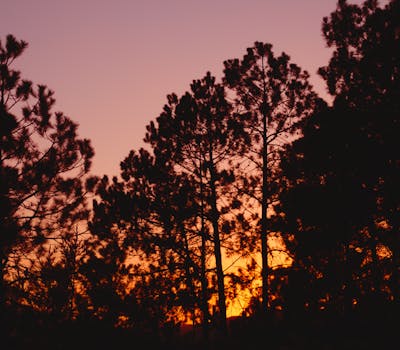 Silhouetted tree line at sunset creating a striking scenic evening view.