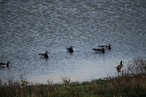Free stock photo of geese, netherlands, swimming