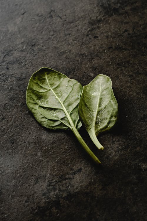 Foto stok gratis bayam, bisa dimakan, Daun-daun