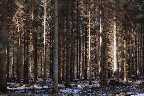 光秃秃的树木, 冬季, 分支機構 的 免费素材图片
