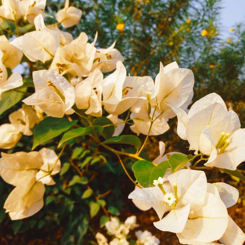 Free stock photo of beautiful, beautiful flower, bed of flowers Stock Photo