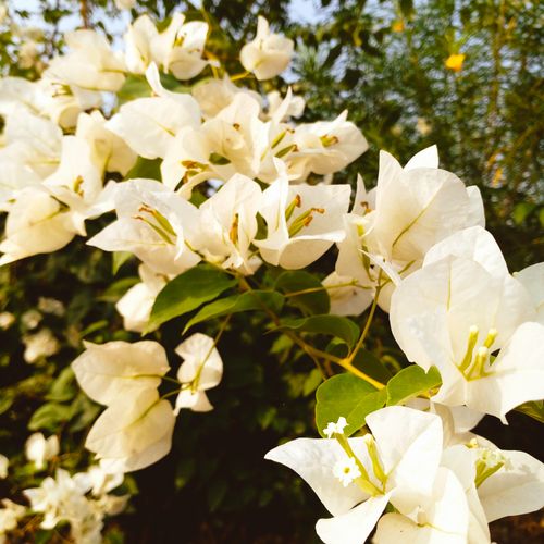 Free stock photo of adobe photoshop, artificial flowers, beautiful flowers Stock Photo