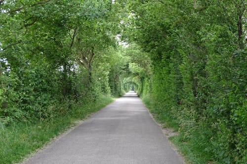 Asphalt Road with Arch of Trees