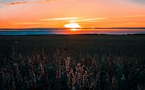 广阔的农田上，日落令人叹为观止，展示了大自然的鲜艳色彩和宁静