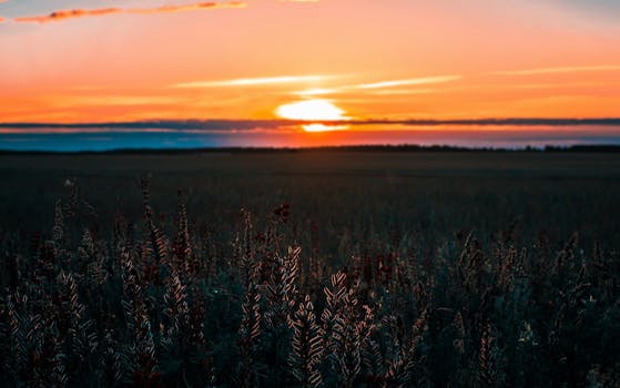 广阔的农田上，日落令人叹为观止，展示了大自然的鲜艳色彩和宁静