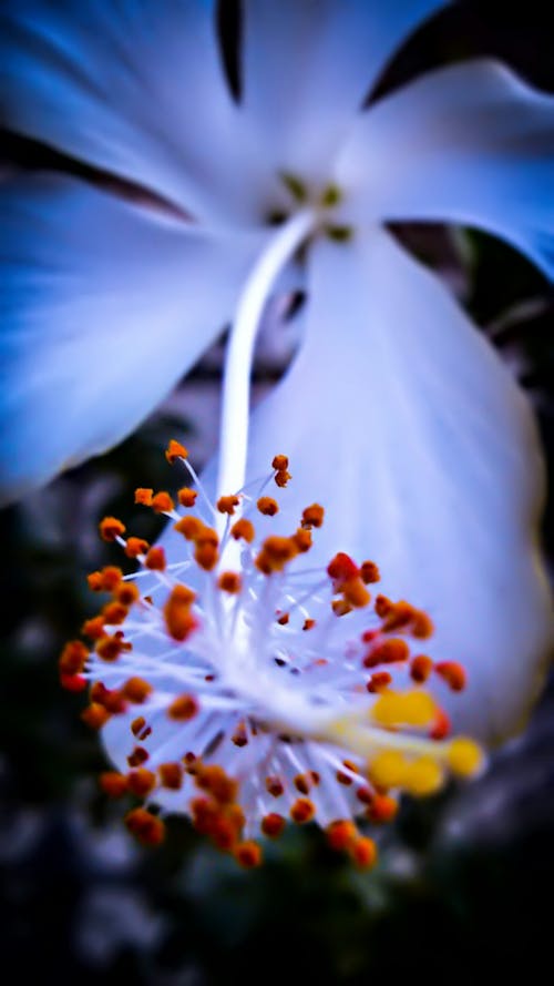 White Hibiscus Flower in Macro Shot Photography