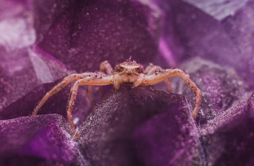 Aranha Marrom Em Cristal Roxo