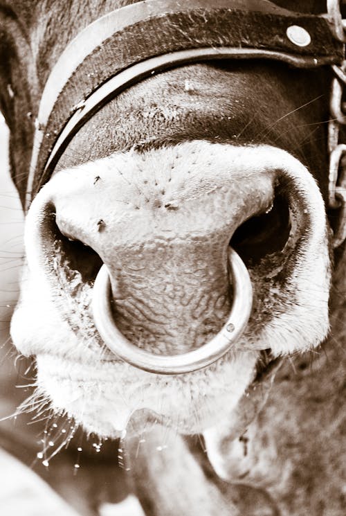 Free stock photo of black, cattle, cow