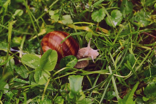 A detailed close-up shot of a snail with a shell on lush green grass, showcasing nature's beauty.