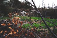 园林景观宁静，秋枝干燥，绿草依旧，捕捉到秋天的精髓