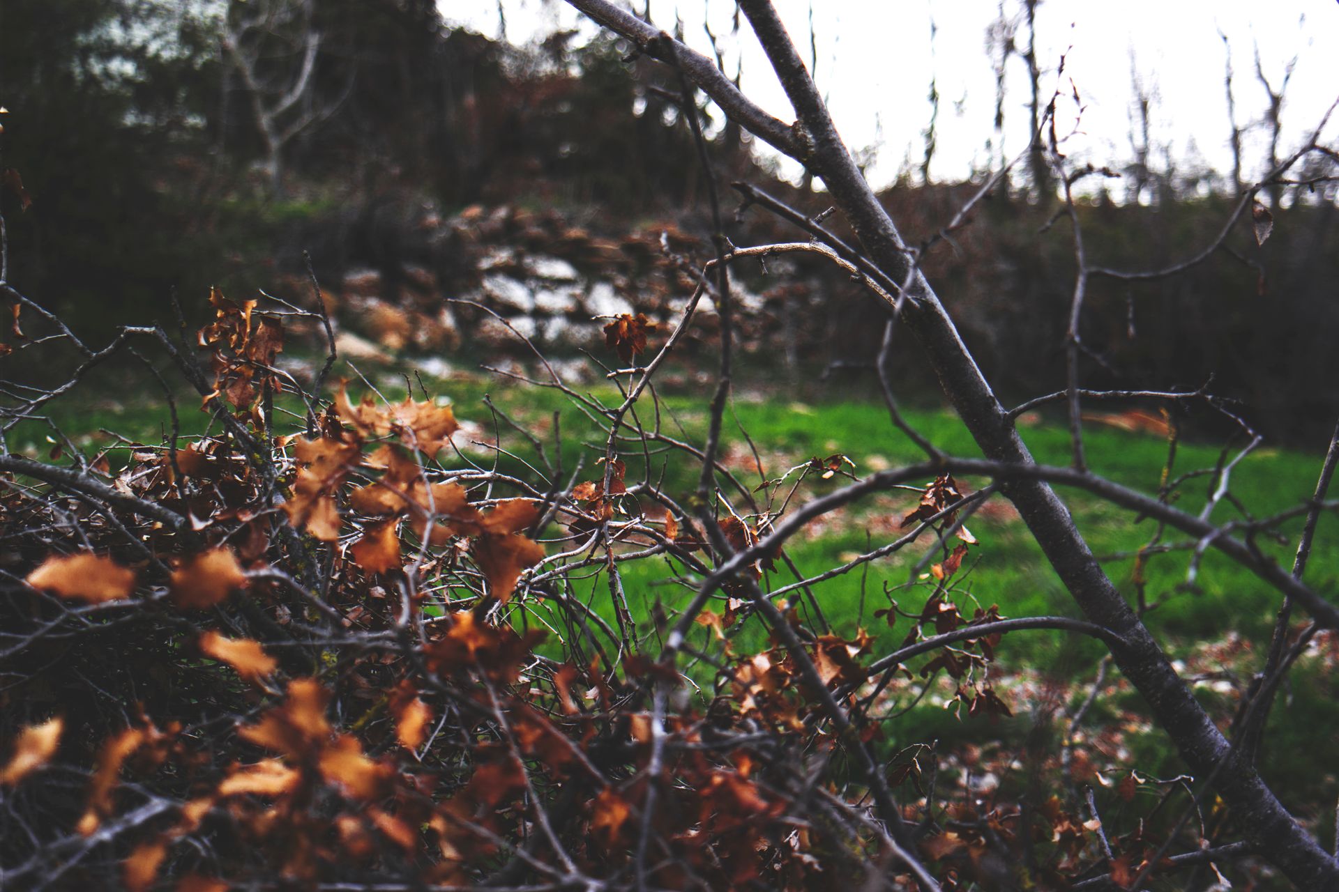A tranquil garden landscape featuring dry autumn branches and green grass, capturing the essence of fall.