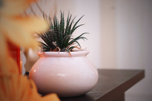 Free stock photo of flower pot, small Stock Photo