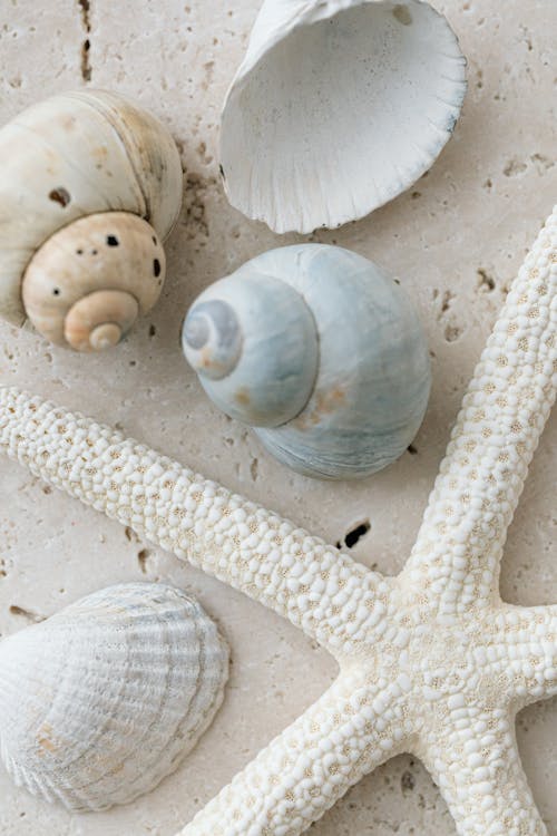 deniz kabukları, denizyıldızı, dikey atış içeren Ücretsiz stok fotoğraf