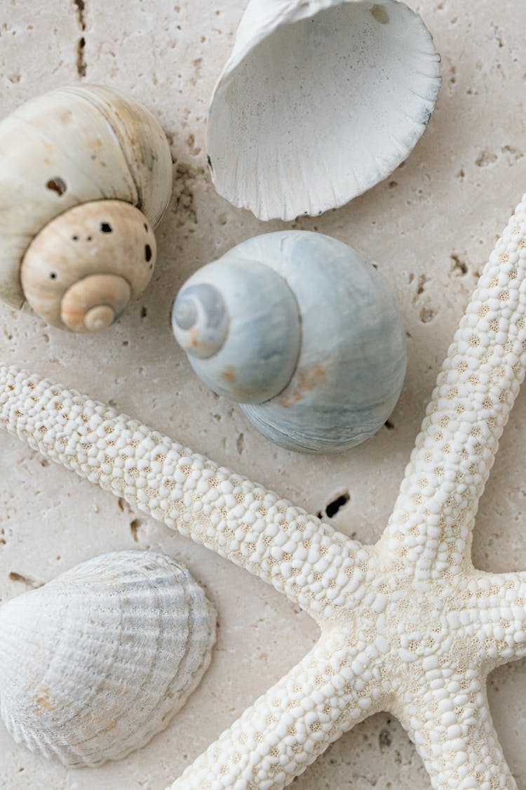 Seashells On Marble Surface