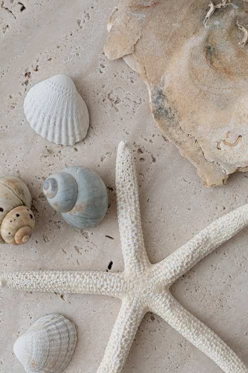 Free Shells on Beach Stock Photo