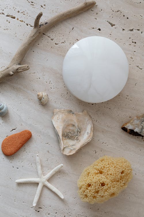 Free White Round Ornament Beside Brown and White Seashell Stock Photo