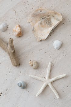 A delicate arrangement of seashells, starfish, and driftwood on sandy background.