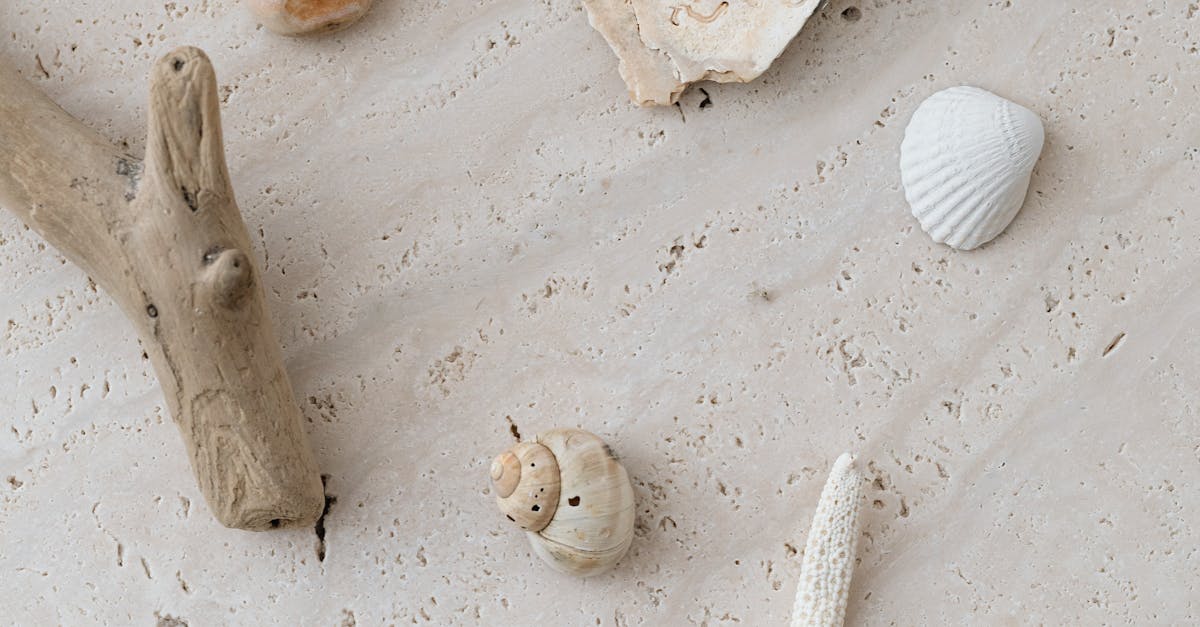 Beautiful Delicate Seashells · Free Stock Photo
