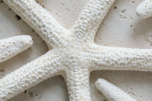 Top View of a White Dried Starfish 