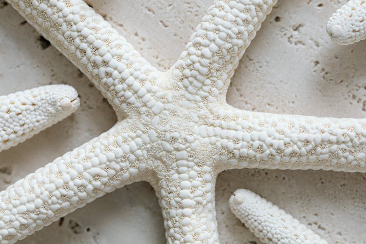 Top View Of A White Dried Starfish 