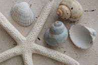 沙质表面上被各种贝壳包围的海星的详细视图