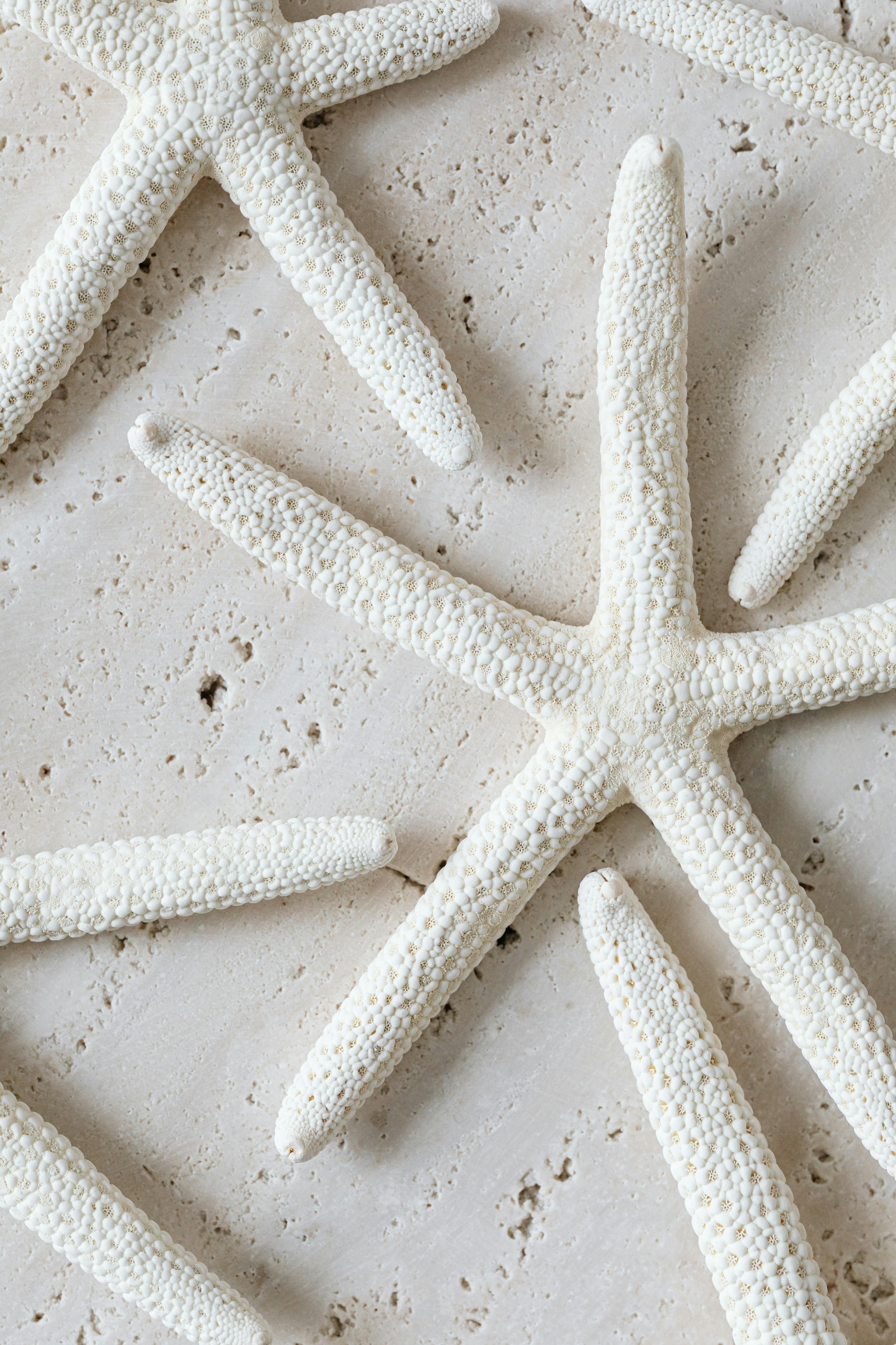 Aesthetic close-up of textured white starfish arranged on a neutral background.