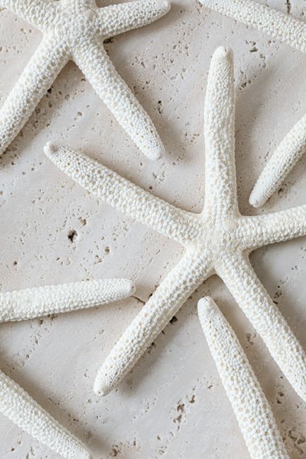 Aesthetic close-up of textured white starfish arranged on a neutral background.