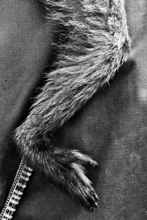 Free stock photo of leg, monkey, nature