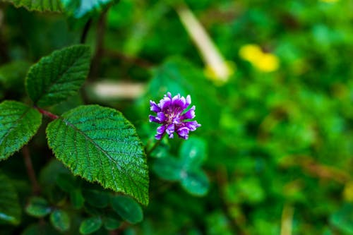 Free stock photo of purple flower