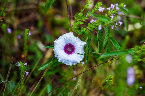 Free stock photo of bright flower