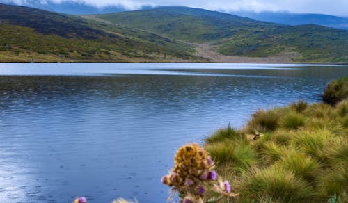 Free stock photo of lake, water