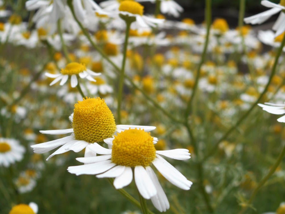 Gratuit Photographie De La Lentille Inclinable De La Fleur De Marguerite Photos