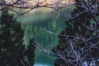 田园诗般的场景中，宁静的湖泊倒映着绿树，精致的树枝点缀其间